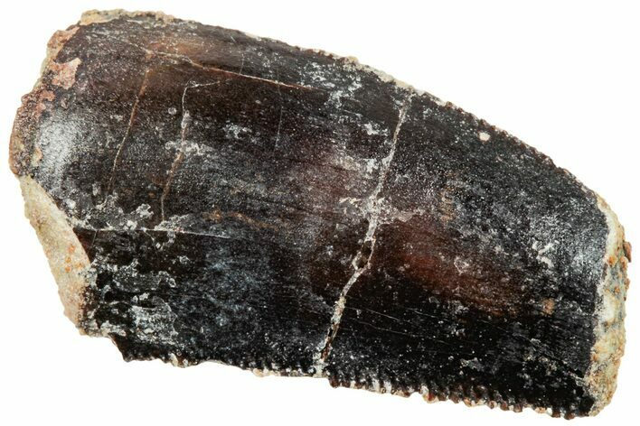 Serrated Abelisaurid Tooth - Dekkar Formation, Morocco #252290